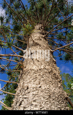 Rule araucaria tree (Araucaria rulei), New Caledonia, endemic and endangered. Stock Photo