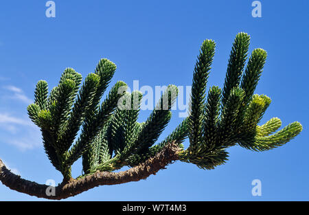 Rule araucaria tree  (Araucaria rulei) branch and leaves, New Caledonia, endemic and endangered. Stock Photo