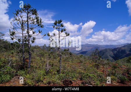 Rule araucaria trees  (Araucaria rulei), New Caledonia, endemic and endangered. Stock Photo
