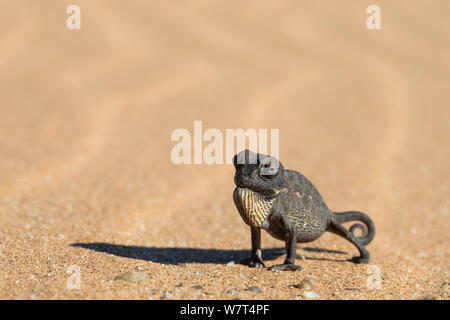 Namaqua chameleon (Chamaeleo namaquensis), Namib Desert, Namibia, April Stock Photo