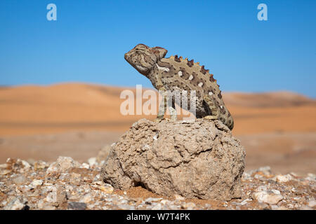 Namaqua chameleon (Chamaeleo namaquensis), Namib Desert, Namibia, April Stock Photo