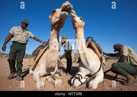 Save the Rhino Trust camel camp patrol team members with camels, Kunene region, Namibia, May 2013 Stock Photo