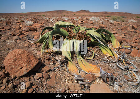 Female Welwitschia plant (Welwitschia mirabilis) Kunene region, Namibia, Africa, May Stock Photo