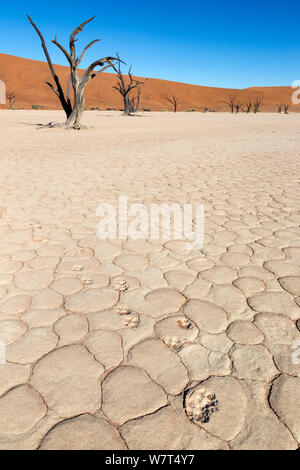Black-backed jackal  (Canis mesomelas) footprints, Dead Vlei, Namib Desert, Namibia, April Stock Photo