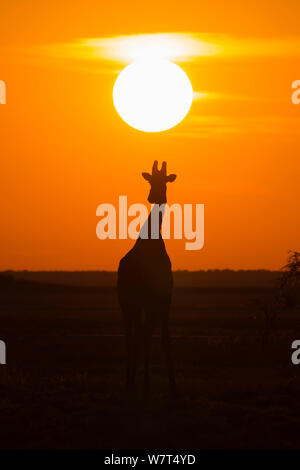 Angolan giraffe (Giraffa camelopardalis angolensis) silhouetted against sunset, Etosha national park, Namibia, June  cropped Stock Photo