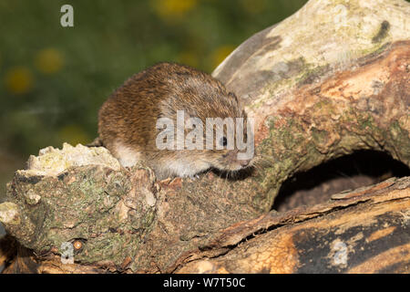 Field vole (Microtus agrestis), captive, UK, June Stock Photo