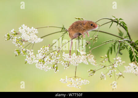 Harvest mouse (Micromys minutus), captive, UK, June  cropped Stock Photo