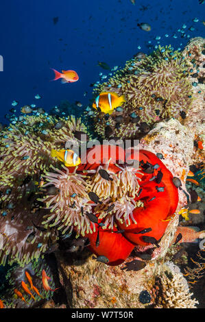 Red Sea anemonefish (Amphiprion bicinctus) with Magnificent anemone (Heteractis manifica) Egypt, Red Sea. Stock Photo