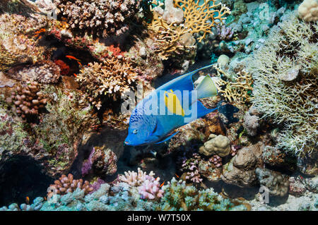 Yellowbar angelfish (Pomacanthus maculosus) swimming over coral reef. Egypt, Red Sea. Stock Photo