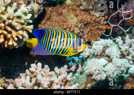 Regal angelfish (Pygoplites diacanthus) swimming over coral reef. Egypt, Red Sea. Stock Photo