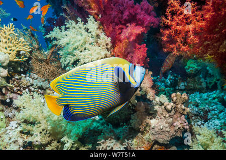 Emperor angelfish (Pomacanthus imperator) swimming past soft corals (Dendronephthya sp) Egypt, Red Sea. Stock Photo