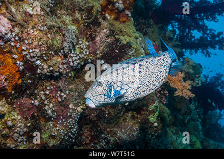 Yellow boxfish / Cube trunkfish (Ostracion cubicus) male. Egypt, Red Sea. Stock Photo