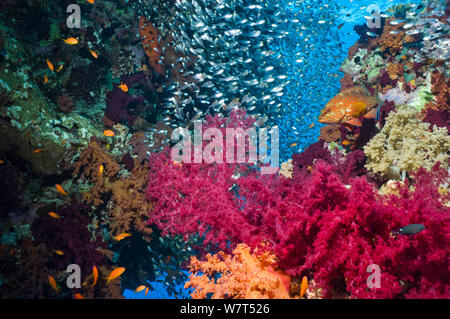 Coral reef scenery with soft corals (Dendronephthya sp), a Coral hind (Cephalopholus miniata) and Pygmy sweepers (Parapriacanthus guentheri) Egypt, Red Sea. Stock Photo