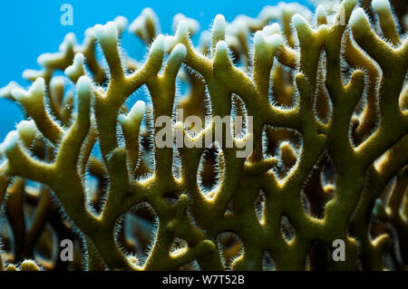 Fire coral (Millepora dichotoma) a hydroid, showing the hairs that are covered in cells called nematocysts, used mainly as a defense mechanism against fish which may feed upon it as well as against prey for food. Egypt, Red Sea. Stock Photo