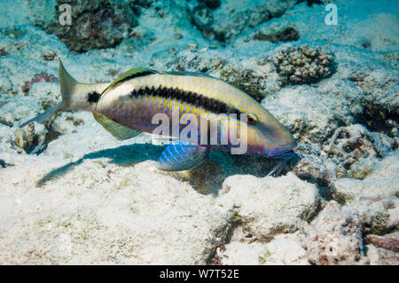 Dash-and-dot goatfish (Parupeneus barberinus) Egypt, Red Sea. Stock Photo