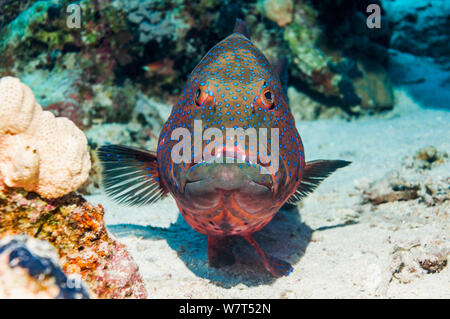 Red Sea Coral Grouper (Plectropomus pessuliferus marisrubri) Egypt, Red Sea. Stock Photo