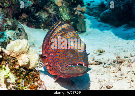 Red Sea Coral Grouper (Plectropomus pessuliferus marisrubri) Egypt, Red Sea. Stock Photo