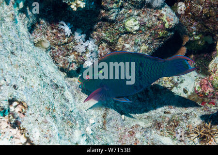 Swarthy / Dusky parrotfish (Scarus niger) grazing. Egypt, Red Sea. Stock Photo
