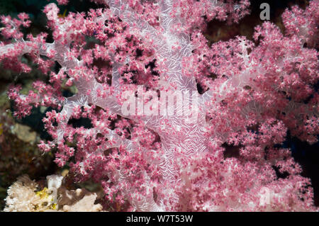 Soft coral (Dendronephthya sp) showing embedded spicules / sclerites. Egypt, Red Sea. Stock Photo