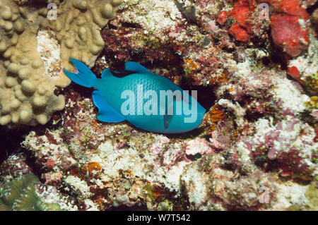 Redtoothed Triggerfish   Balistes Erythrodon Stock Photo - Alamy