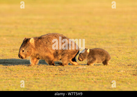 Common Wombat (Vombatus ursinus) female and joey, Tasmania Stock Photo