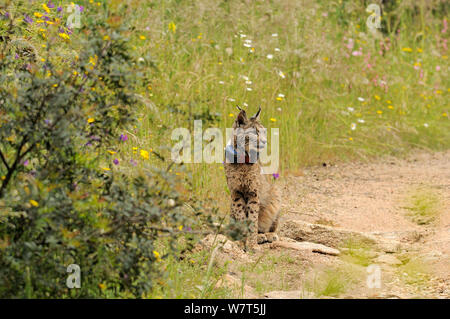 Iberian Lynx (Lynx pardinus) female in the wild with radio collar, Sierra de Andujar, Andalucia, Spain, May. Stock Photo