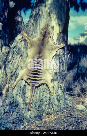 Thylacine (Thylacinus cynocephalus) historical photo of skin drying on a gum tree, Tasmania, Australia. Stock Photo