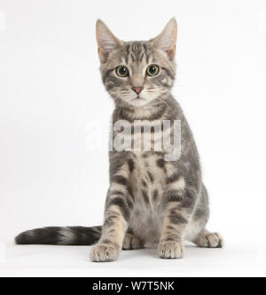 adorable tabby cat sitting on garden steps in the sunshine Stock Photo ...