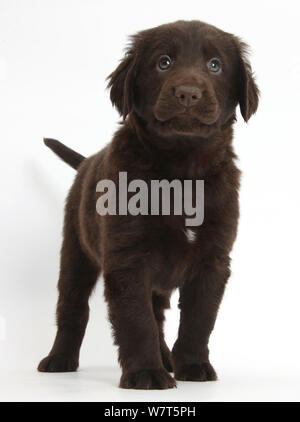 Liver Flatcoated Retriever puppy 6 weeks Stock Photo - Alamy