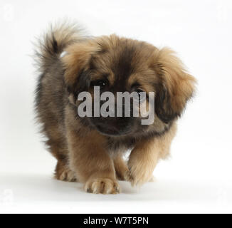 Tibetan Spaniel dog puppy, Bair, 13 weeks. Stock Photo