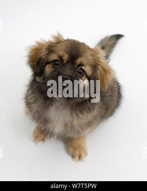 Tibetan Spaniel dog puppy, Bair, 13 weeks, sitting, looking up. Stock Photo