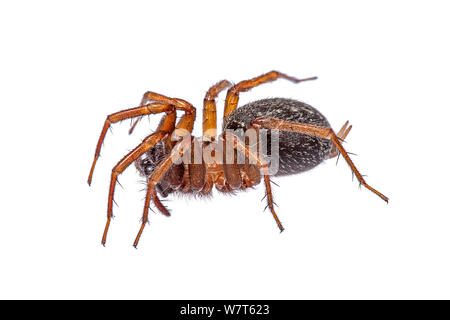 Funnel-Web Spider (Family Agelenidae) - The Firefly Forest