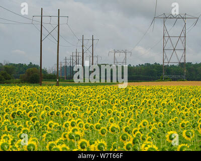 High-voltage power lines in field of sunflowers Stock Photo