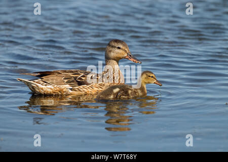 Gadwall (Anas strepera) and young  in freshwater creek, Cley, Norfolk, England, UK, August. Stock Photo