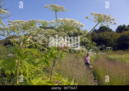 Giant Hogweed (Heraculum mantegazziamum) growing near the sea, with woman walking dog in distance, Norfolk, England, July 2013. Stock Photo