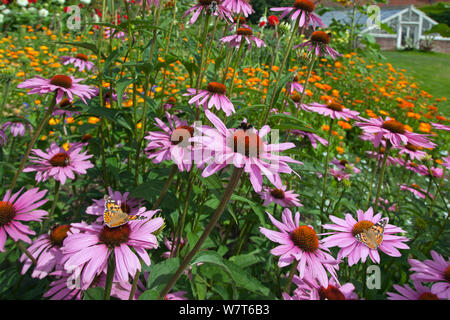 Painted Lady Butterfly (Vanessa cardui) on Cone flowers (Echinacea purpurea) in garden, England, UK, August. Stock Photo