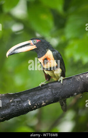 Pale-mandibled Aracari (Pteroglossus erythropygius) perched, Mirador Rio Blanco, Ecuador Stock Photo