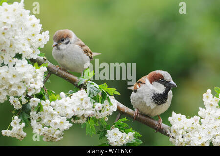 House Sparrow (Passer domesticus) (left) and Tree sparrow (Passer montanus) (right) perching on a branch of Hawthorn (Crataegus monogyna) blossom. Perthshire, Scotland. June 2013 Stock Photo