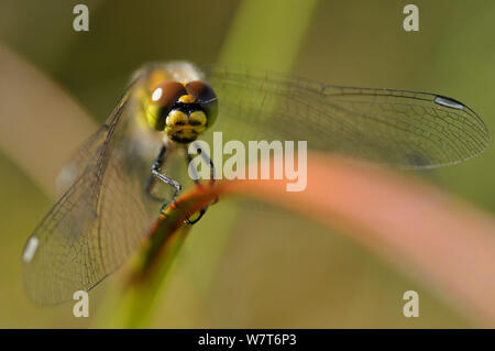 Black Darter (Sympetrum danae) female perched on a reed. Flanders Moss NNR, Scotland, August. Stock Photo
