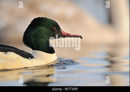 Goosander (Mergus merganser) male swimming in the River Kelvin. Glasgow, Scotland, December. Stock Photo