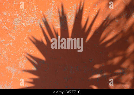 Beautiful patterned shadow of a palm tree on orange wall of old cracked paint. Abstract black shadow background of natural palm tree. Stock Photo