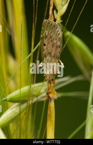 Bee moth (Aphomia sociella) female on grass, Sheffield, England, UK, July. Stock Photo