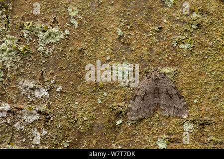 Autumnal moth (Epirrita autumnata) adult at rest on bark, Sheffield, England, UK, October. Stock Photo