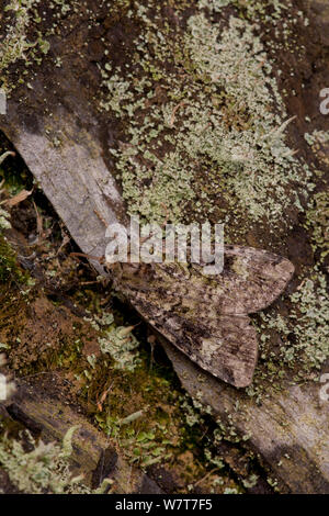 Green arches moth (Anaplectoides prasina) adult on lichen wood, South Yorkshire, England, UK, July Stock Photo