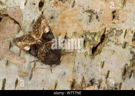 Small Angle Shades moth (Euplexia lucipara) on bark, Sheffield, England, UK, July. Stock Photo