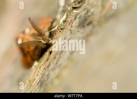 Vapourer moth (Orgyia antiqua) male on birch, Sheffield, England, UK, September. Stock Photo