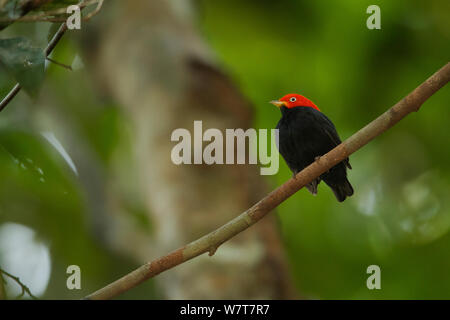 Adult male Red-capped Manakin (Pipra mentalis) at his display perch. Soberanía National Park, Gamboa, Panama, December. Stock Photo
