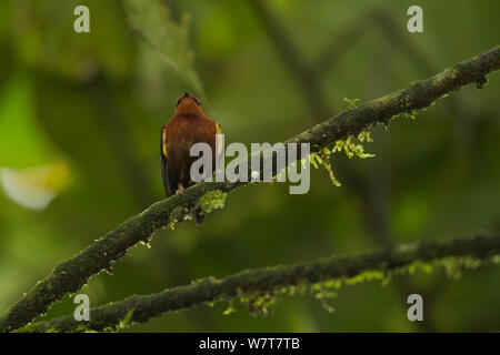 Club-winged Manakin (Machaeropterus deliciosus). Endemic, Milpe Cloudforest Reserve, Ecuador, January. Stock Photo