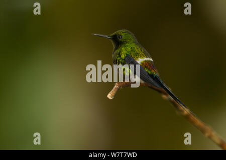 Green Thorntail Hummingbird (Discosura conversii), Milpe Cloudforest Reserve, Ecuador, January. Stock Photo