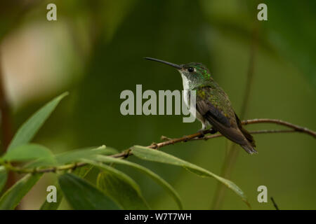 Andean Emerald Hummingbird  (Amazilia franciae), Milpe Cloudforest Rerserve, Ecuador, January. Stock Photo